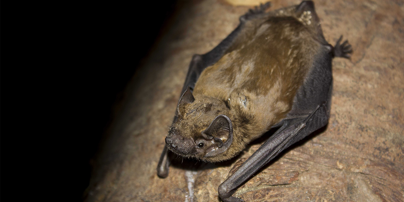 Samedi 2 septembre,  les chauves-souris sont à la fête à Mettray ! (37)